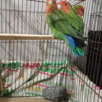 طوطی برزیلی|پرنده|کامیاران, |دیوار