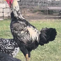 خروس لاری
