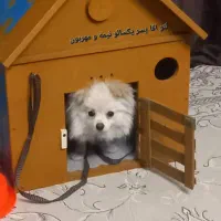 واگذاری پامر نر و ماده