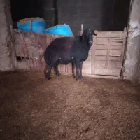 فروش قوچ قره غزل