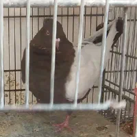 سینه سرکه ای ماه چشم چنگ سفید