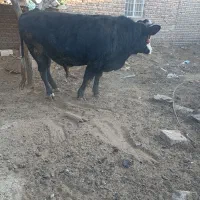 گاو نر کشتاری کیلویی 350|حیوانات مزرعه|باوله, |دیوار