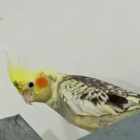 عروس هلندی نوجوان|پرنده|گنبکی, |دیوار