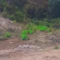 زمین شالی فروشی