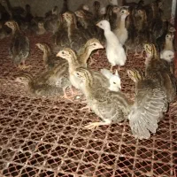 شاخدار ۶۰روزه وروزه سفید ومعمولی
