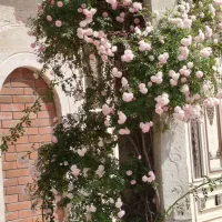 وبلابرای-کسانی-که-دنبال-اثرگذاری-هستند-نه-تکرار