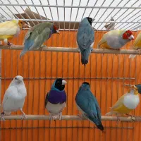 فروش فنج گلدین بالغ