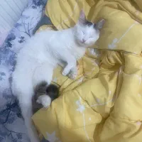 واگذاری دی اس اچ ماده