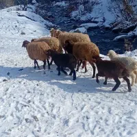 گوسفند بره دار جوان