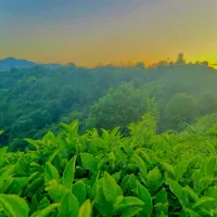 زمین باغ لاهیجان