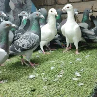 کبوتر نر جوان تبرغ