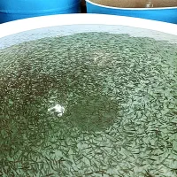 بچه ماهی قزل‌آلا اسپانیا وارداتی