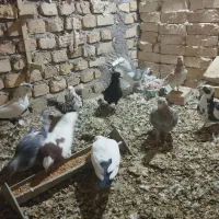 کفتر فروشی|پرنده|کاشمر, |دیوار