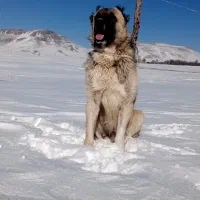 سرابی زات قدیم 18ماهه