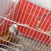 عروس هلندی جفت معاوضه با کوتوله