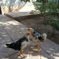 خروس چینی|پرنده|مرند, |دیوار
