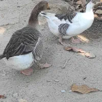 غاز|حیوانات مزرعه|میناب, |دیوار