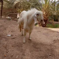 یک راس نری رشتی