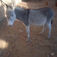 فروشی|حیوانات مزرعه|تربت جام, میان جام|دیوار