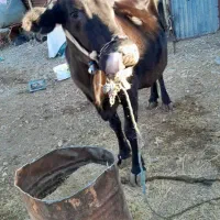 گاوفروشی|حیوانات مزرعه|باینگان, |دیوار