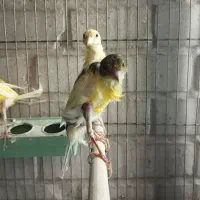 قناری|پرنده|شیراز, تندگویان|دیوار