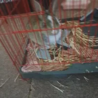 خرگوش دستی رایگان|موش و خرگوش|شاهینشهر, شهرک گلدیس|دیوار