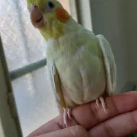 یک جفت عروس هلندی لوتینو