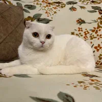 گربه برتیش و اسکاتیش ماده