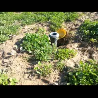 اجاره زمین کشاورزی|اجارهٔ دفتر صنعتی، کشاورزی، تجاری|مرودشت, محمد آباد|دیوار