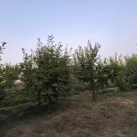 زمین باغ قدیمی ۳۶۰۰متر|فروش زمین و ملک کلنگی|هشتگرد, هشتگرد قدیم|دیوار