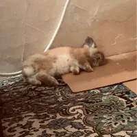 خرگوش لپ دار آرام خانگی