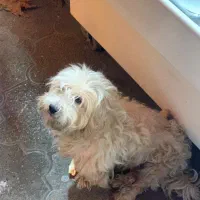 سگ پیداشده|حیوانات|بندر انزلی, آذربایجان|دیوار