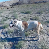 سگ ماده