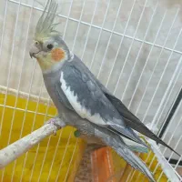 عروس هلندی|پرنده|علی‌آباد کتول, |دیوار