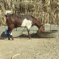 بز کاموری و پطیری