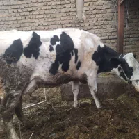 گاو شیری جوان اصیل