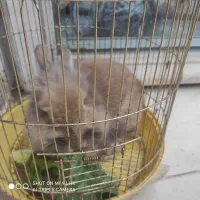 خرگوش لپ|موش و خرگوش|نسیمشهر, |دیوار