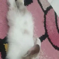 خرگوش