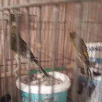 پرنده قناری فنچ سهره|پرنده|تهران, نازیآباد|دیوار