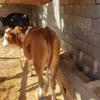 فروش گاو و گوساله|حیوانات مزرعه|پلدختر, |دیوار