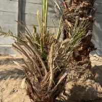 فروش انواع پاجوش نخل بهترین کیفیت