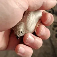 جوجه فنچ بدون قفس|پرنده|کرج, دهقان ویلا|دیوار