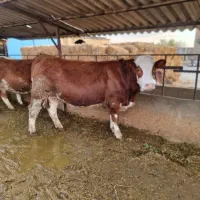 تلیسه سمینتال ۷و۸ ماهه آبستن