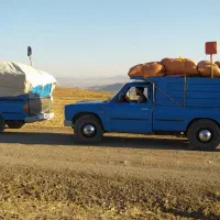 فروش پهنه گوسفند به باغداری عزیز اورمیه