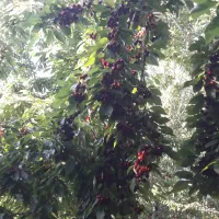 فروش باغ گیلاس تک دانه بارده