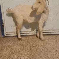 بز چاق سرحال|حیوانات مزرعه|دهدشت, |دیوار