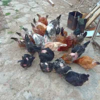 واگذاری مرغ محلی