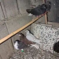 رنگی جوانه|پرنده|گرگان, |دیوار