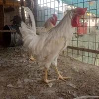 مرغ جوجه خروس از نژاد گلین .برهما .لاری|حیوانات مزرعه|قرچک, میرزائی شمالی|دیوار