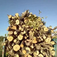 خرید چوب|خدمات باغبانی و درختکاری|شبستر, |دیوار